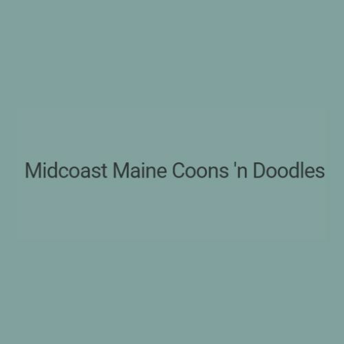 Midcoast Maine Coons 'n Doodles